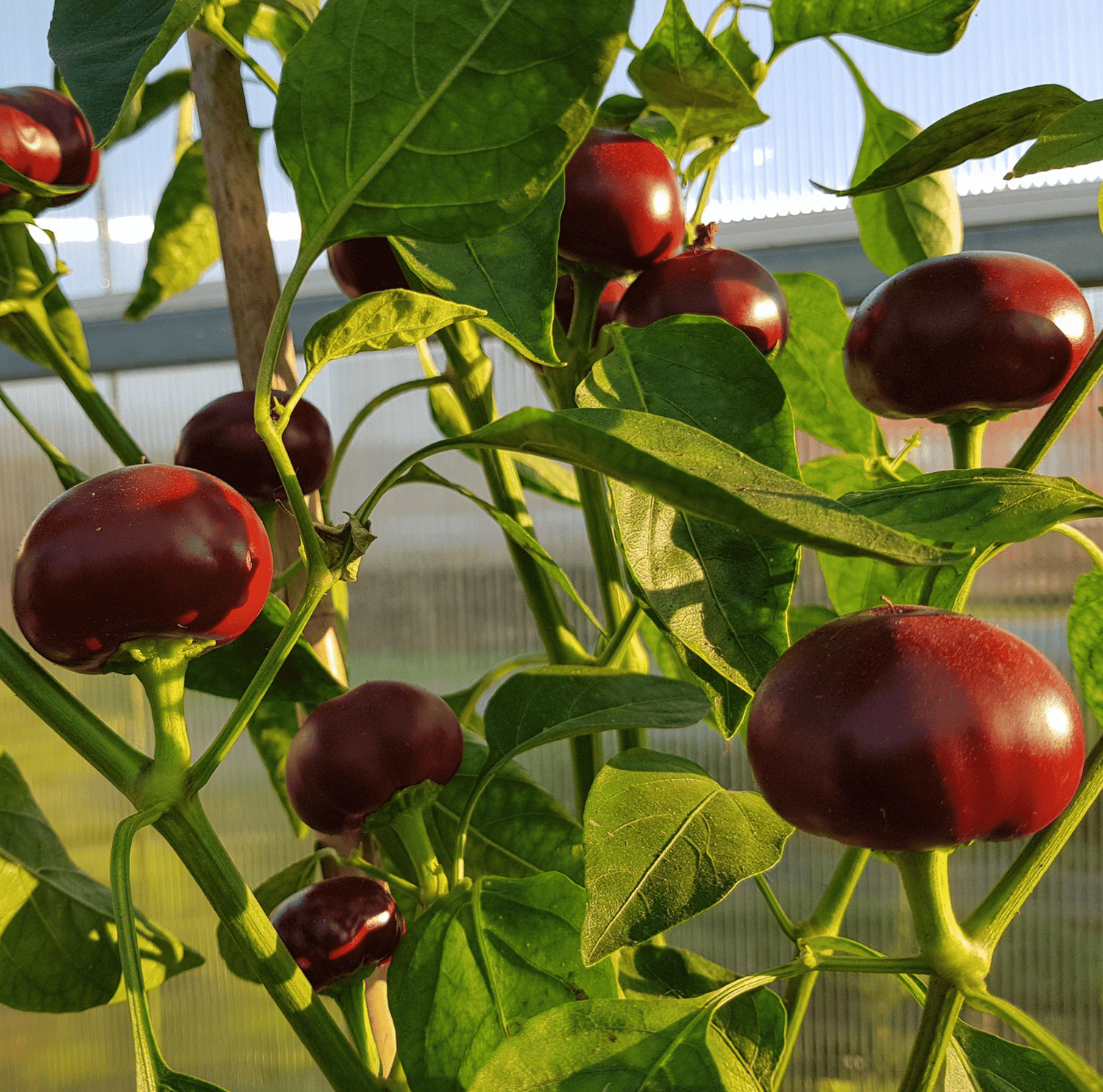 Trinidad 7 Douglah Chocolate Pepper Seeds Extreme Variety
