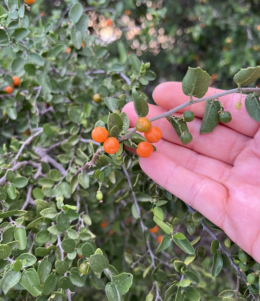 Yunnan Hackberry Fruit Seeds (Celtis yunnanensis / Common Name: Yunnan Hackberry)