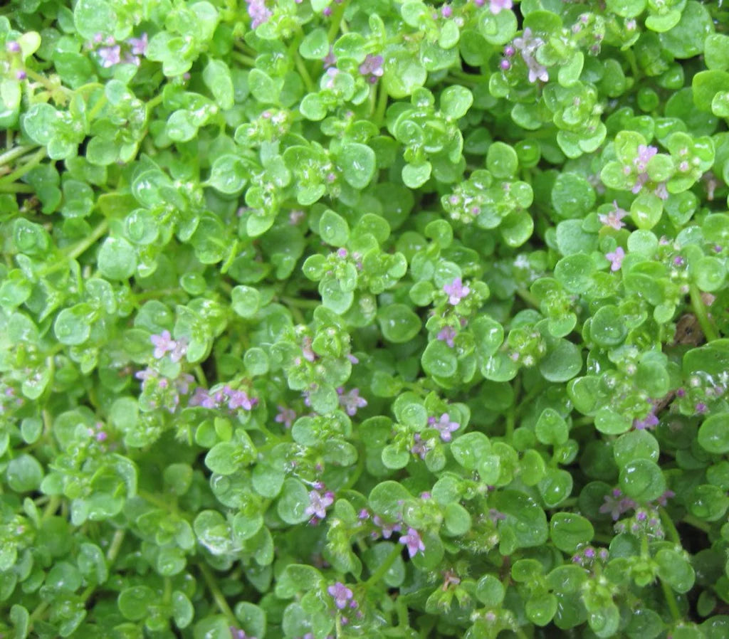 Mint Seeds - Corsican Mini Mint