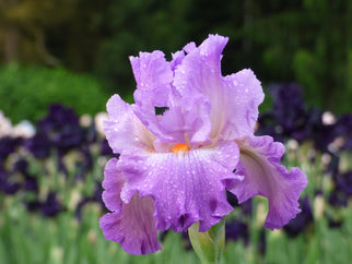 Scrumdiddlyumptious Tall Bearded Iris