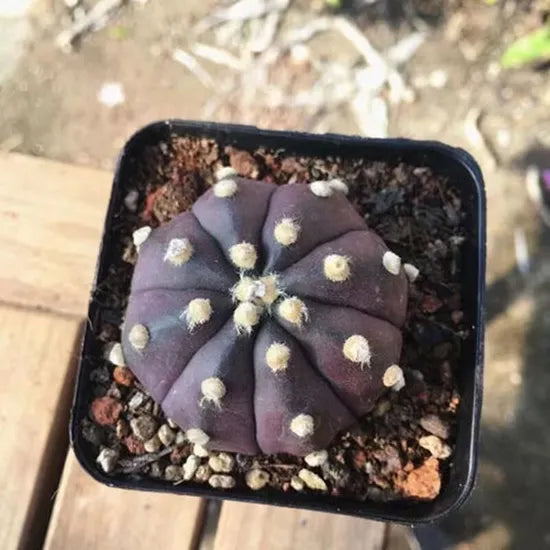 Sea Urchin Cactus Astrophytum Asterias Succulent – Heirloom, Non-GMO, High Germination Organic Garden Seeds
