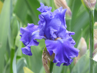 Sea Eagle Tall Bearded Iris