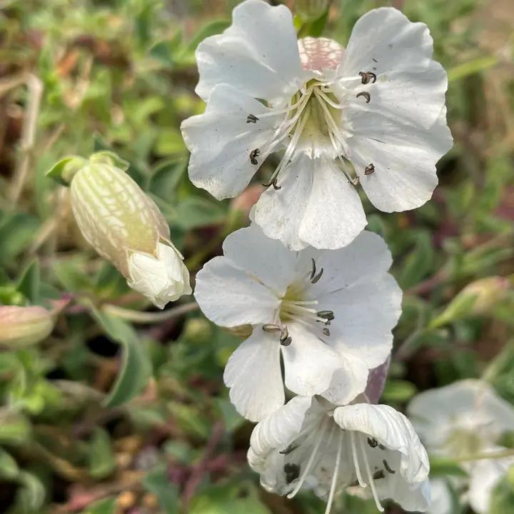 Campion Flower Seeds for Planting, NON GMO Seeds Dhara Seeds
