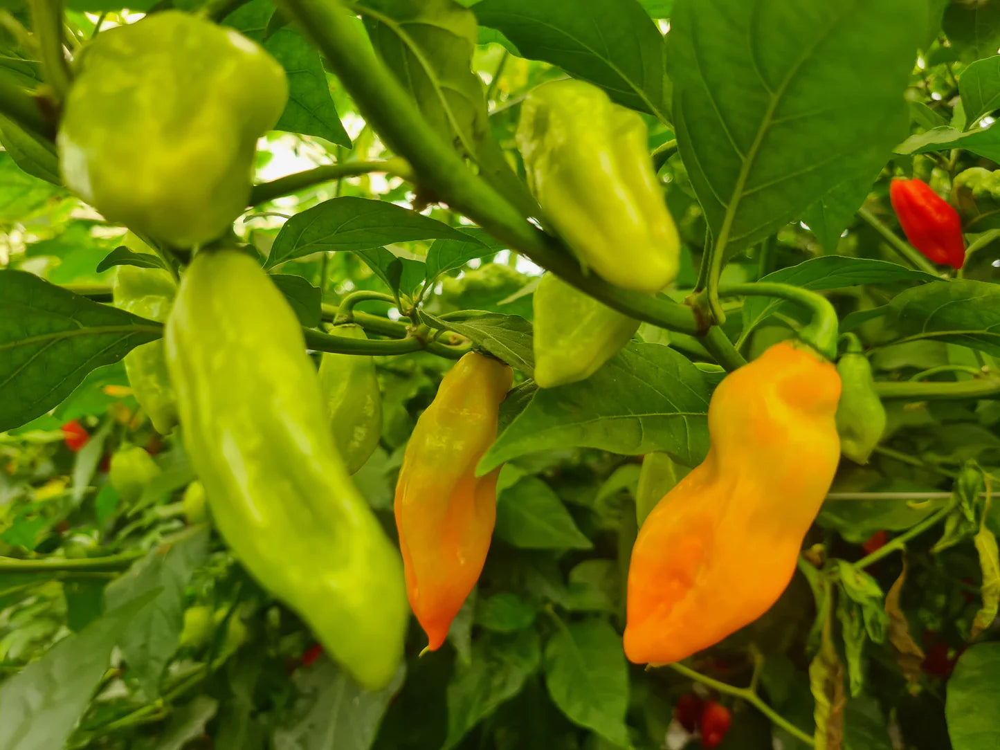 Trinidad Pimento Pepper Seeds