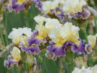 Second Pour Tall Bearded Iris