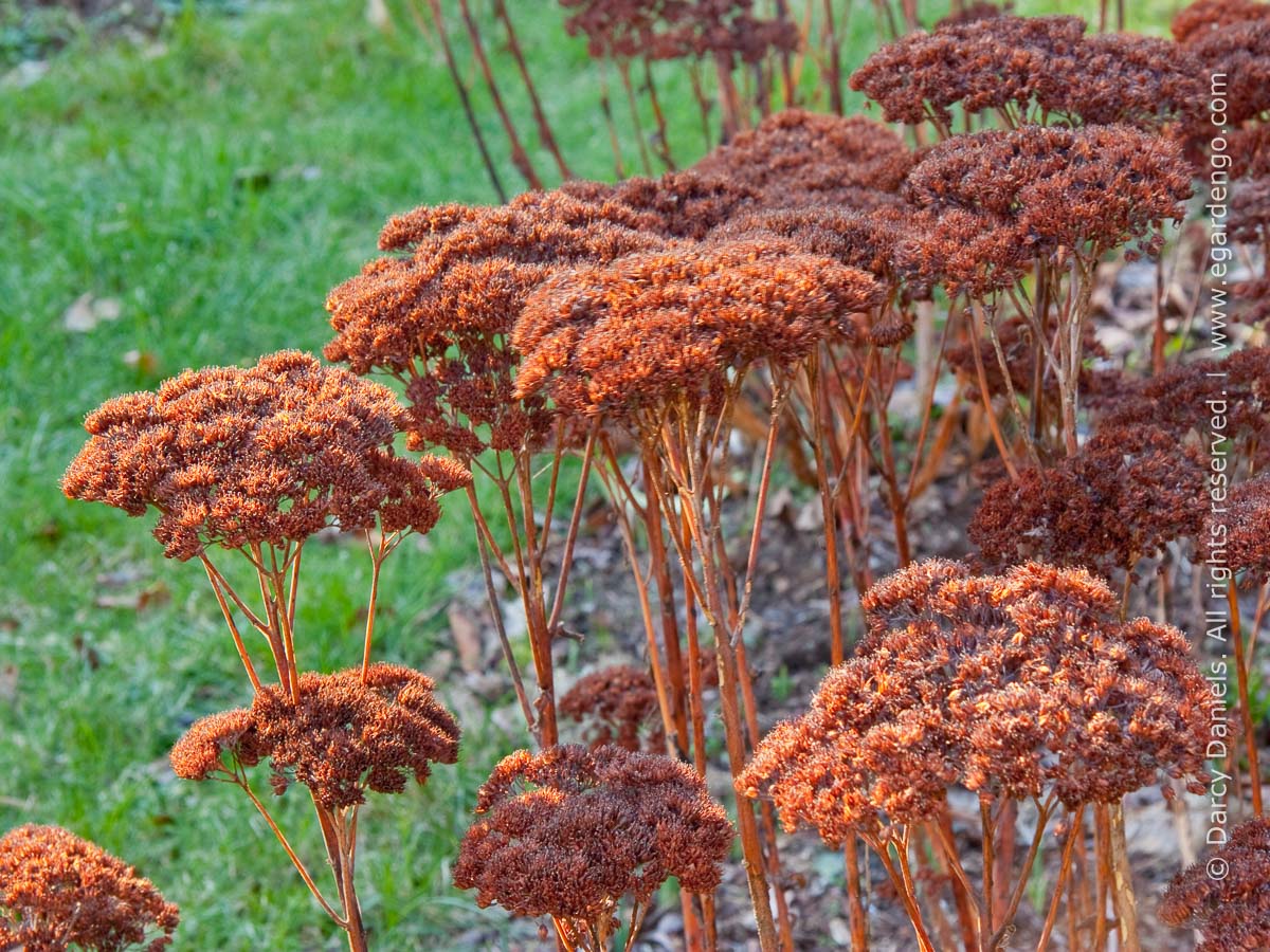 Sedum Seeds- Autumn Joy