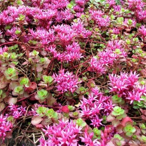 Pink Sedum Flower Seeds for Planting – NON GMO Seeds Dhara Seeds