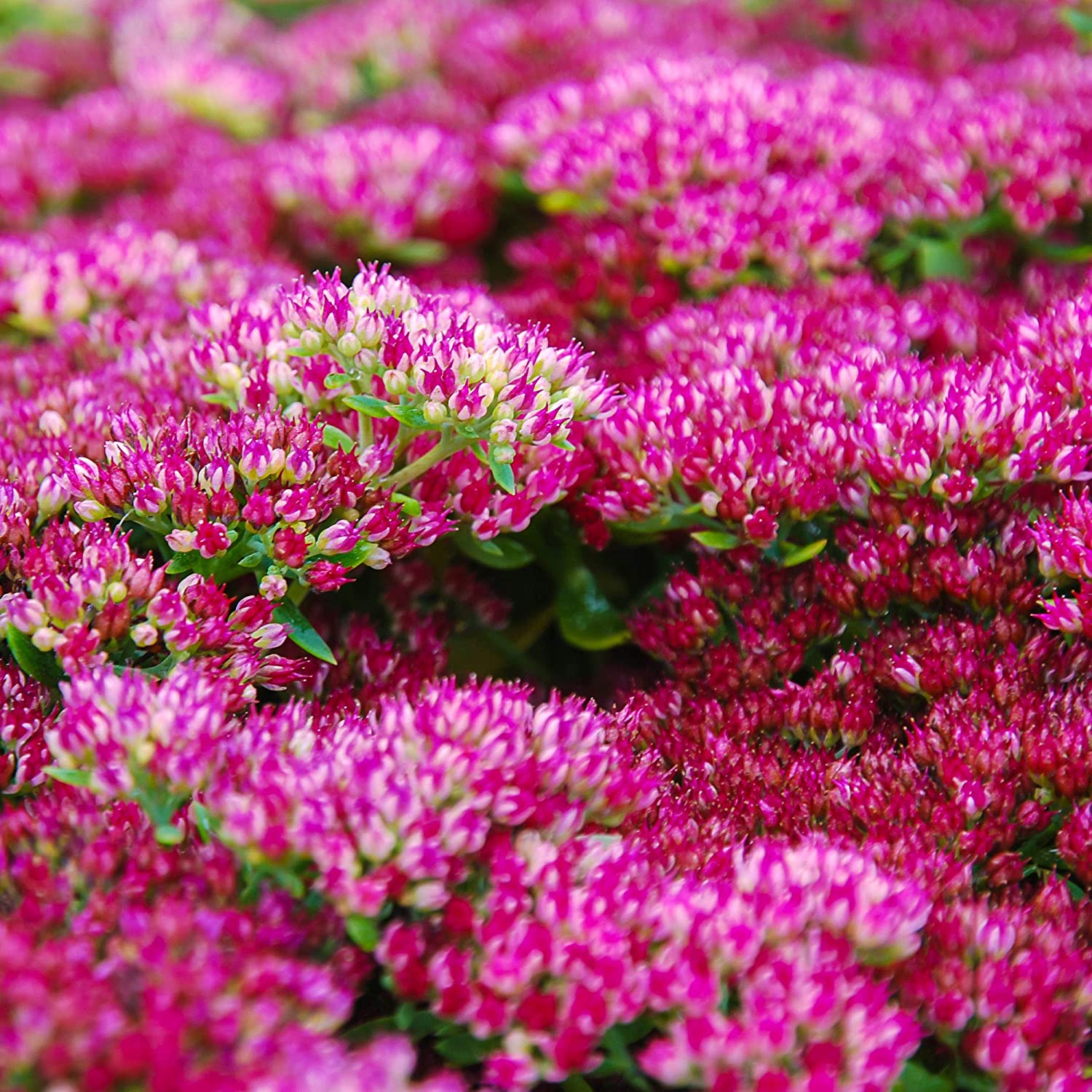 Sedum Emperors Flower Seeds for Planting - NON GMO Seeds