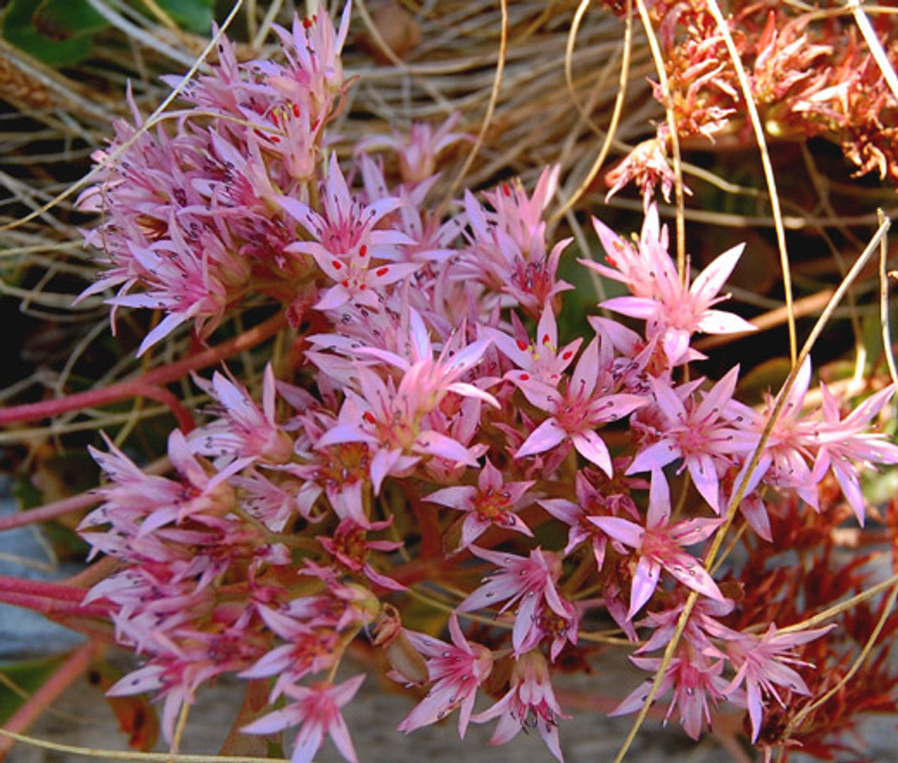 Spurium Coccineum Seeds – Colorful Groundcover-Heirloom & Non-GMO Seeds for planting – Fresh Herb for Your Garden