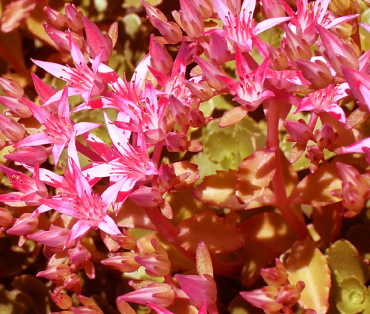 Pink Sedum Voodoo Seeds for Planting, NON GMO Seeds for planting in home garden