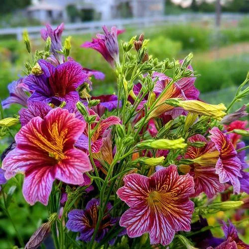 Propagation, Easy Maintenance, High Quality Variety Salpiglossis heirloom non-gmo organic garden seeds