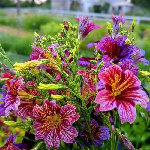 Propagation, Easy Maintenance, High Quality Variety Salpiglossis – Heirloom, Non-GMO, High Germination Organic Garden Seeds