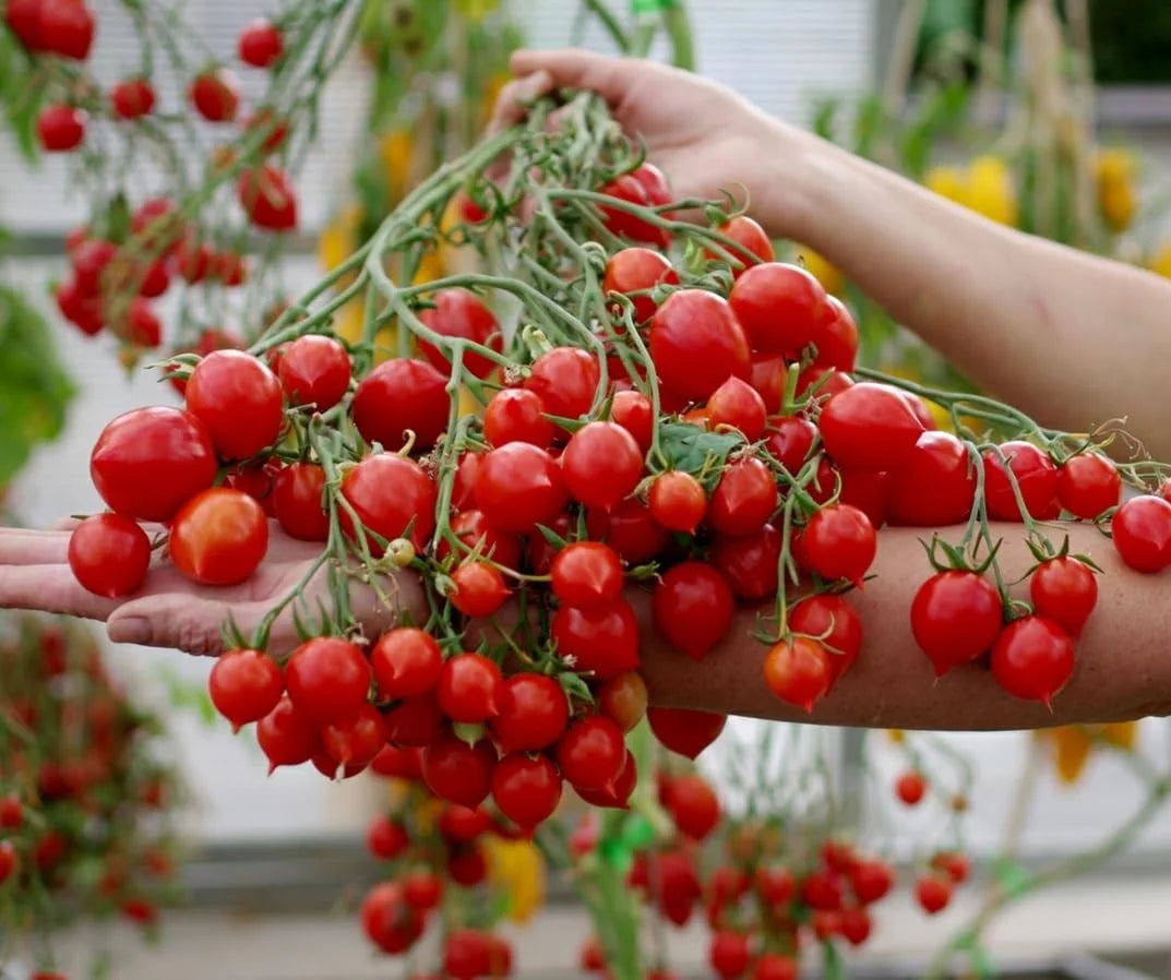 Rosalita Tomato Solanum lycopersicum vegetable seeds for home garden tomato production