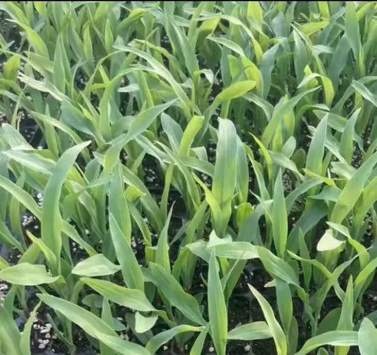 Semi Compact Growth Sweet Corn For Sale heirloom non-gmo organic garden seeds