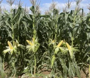 Semi Compact Growth Sweet Corn For Sale – Heirloom, Non-GMO, High Germination Organic Garden Seeds