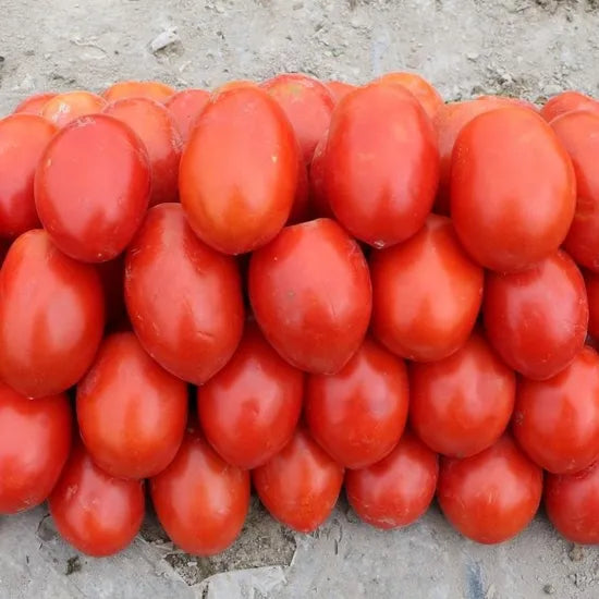 Semi Determinate Hybrid , Disease Resistant Tomato For Sowing heirloom non-gmo organic garden seeds