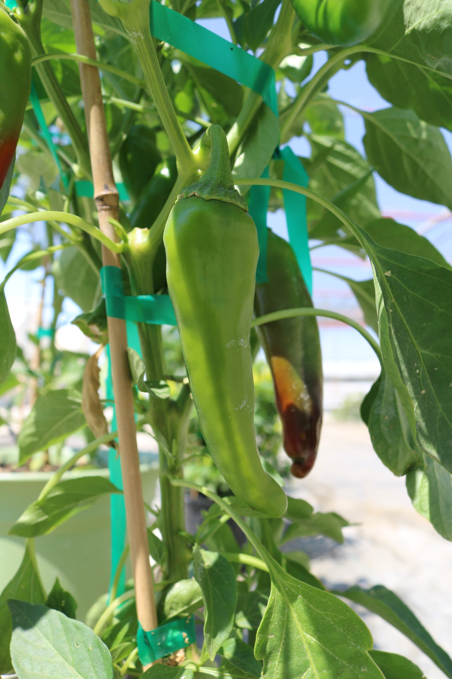 Sahuaro Pepper Seeds Heirloom Non-GMO High Germination Organic Garden Seeds