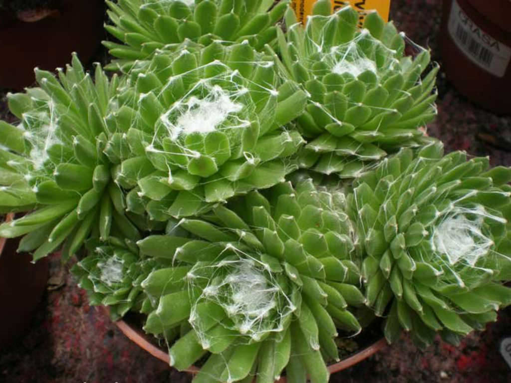 Sempervivum Cobwebs