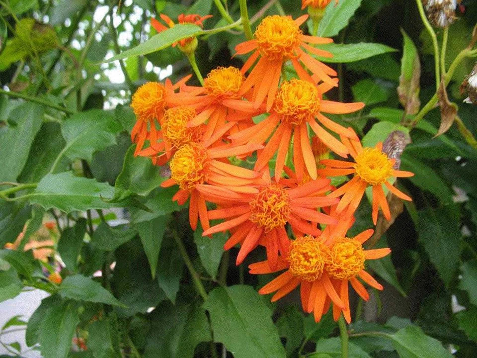 Confusus Mexico Flower Seeds for Planting