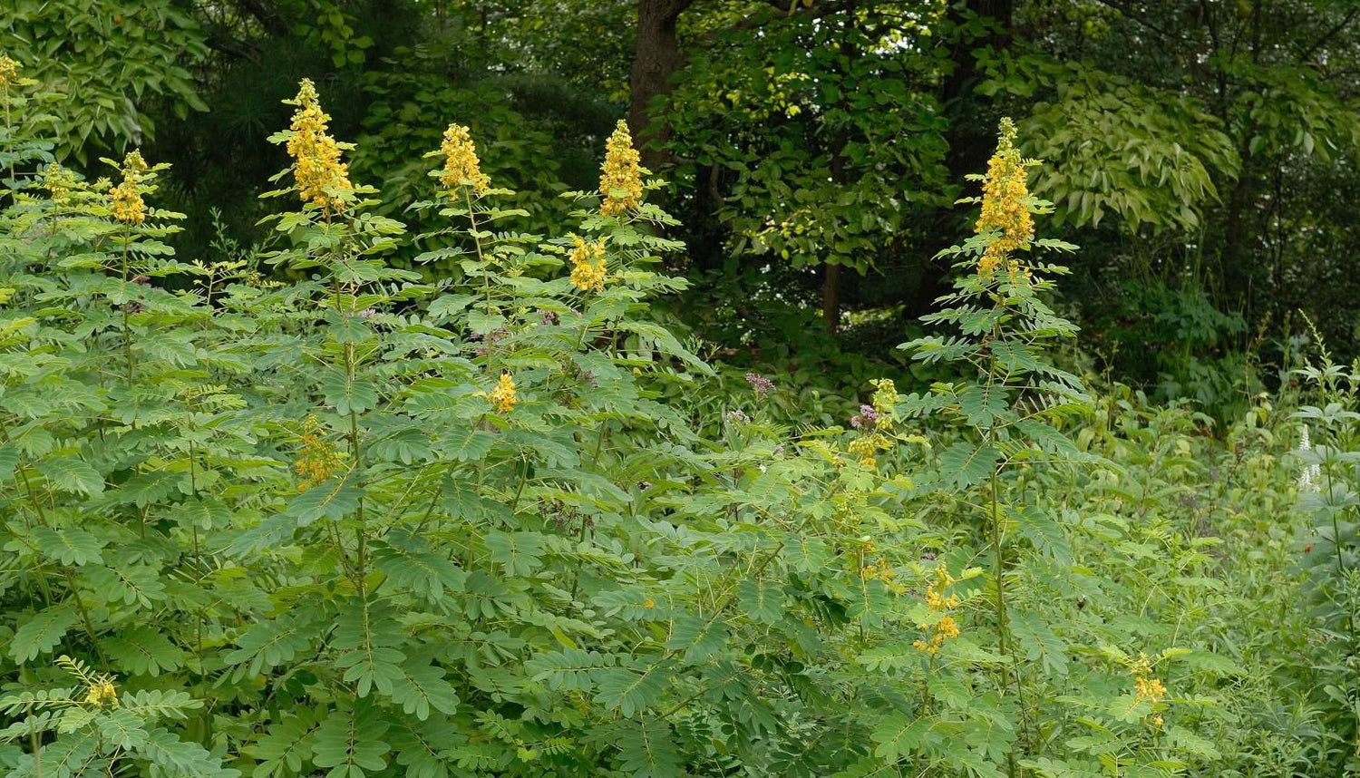 Wild Senna