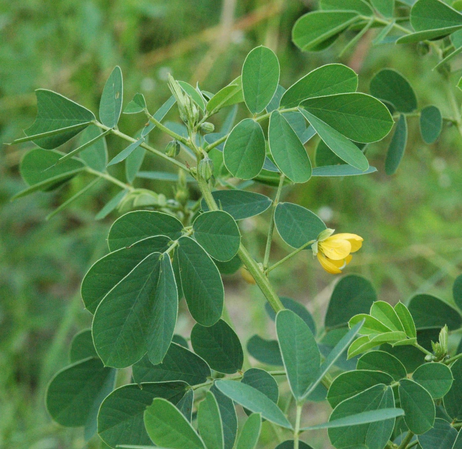 Senna Tora in a naturalized landscaping view. Annual herb seeds for sunny gardens.