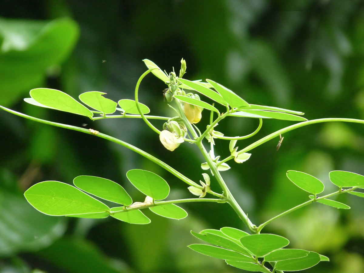 Full view of a mature Senna Tora plant in a summer garden. Hardy gardening seeds.