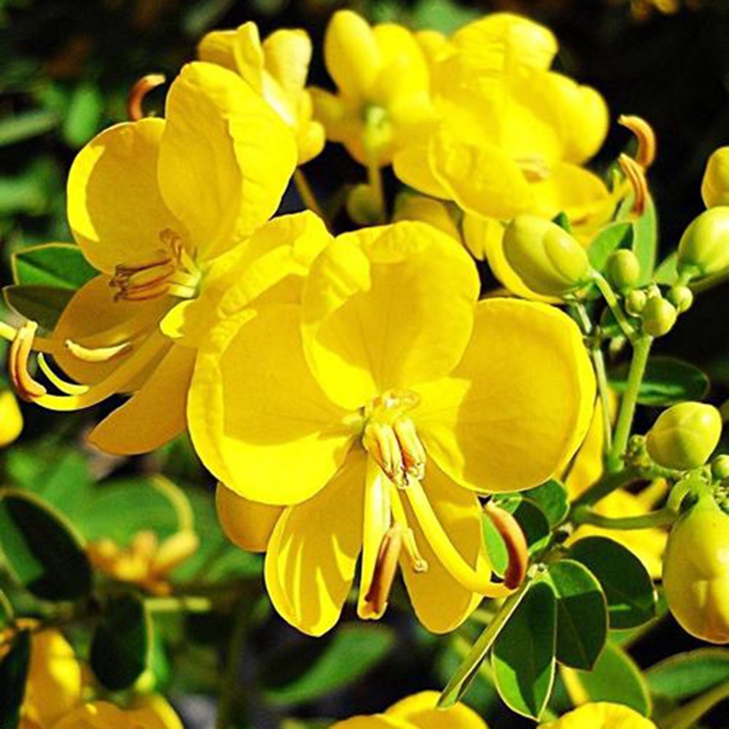 Non-GMO Senna Tora Seeds packet. Buy Cassia Tora seeds online. For natural landscaping.