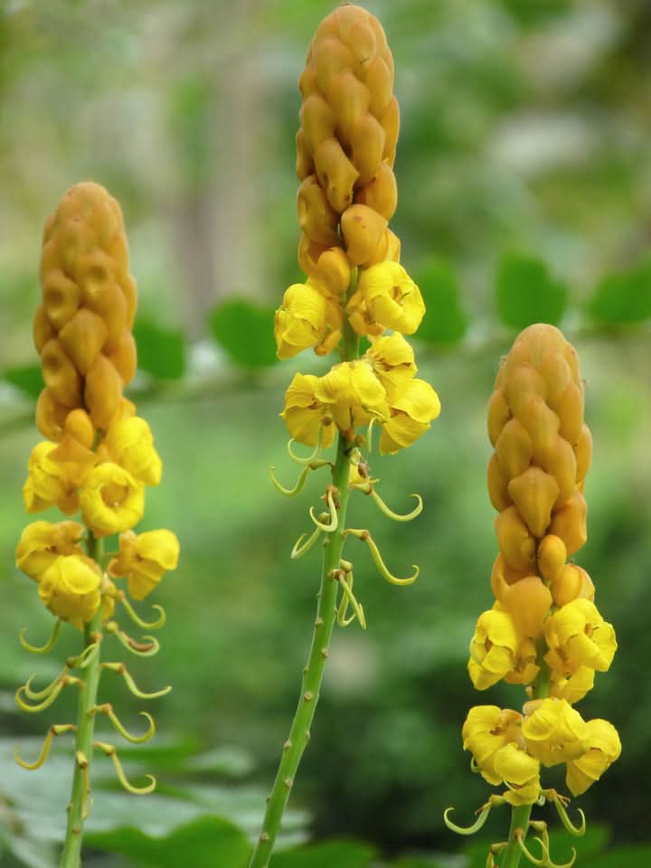 Senna Alata Flower Seeds for Planting – Tropical Medicinal Blooms for Ornamental Gardens