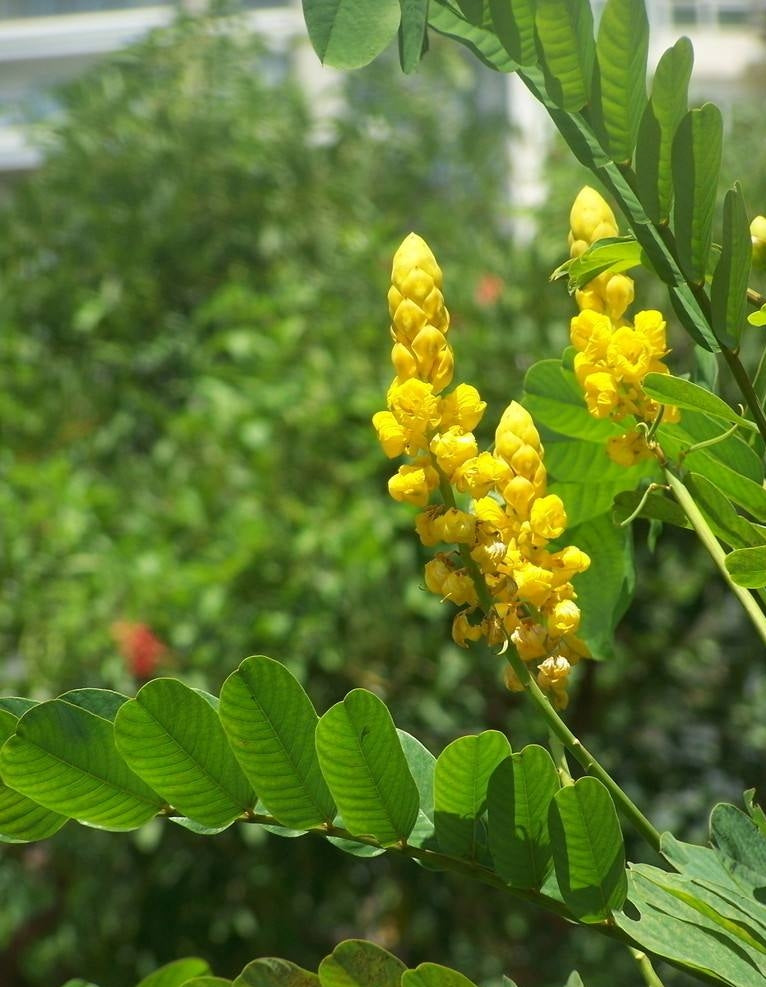 Senna Alata Seeds