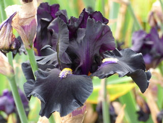 Señor Jinx Tall Bearded Iris