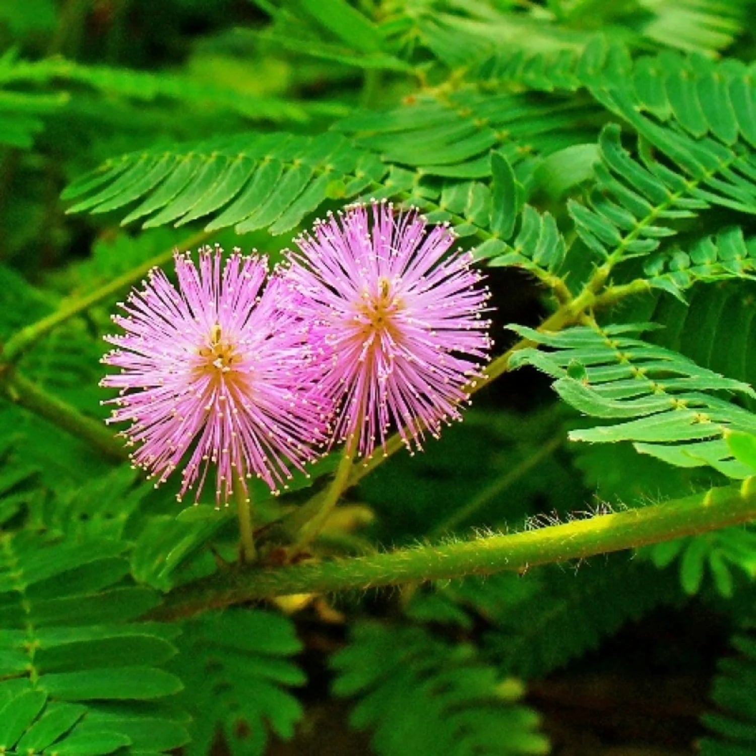 Close-up of Sensitive Plant leaves closing after being touched. Unique indoor houseplant seeds.