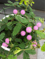 Sensitive Plant with fluffy pink and lavender flowers. Easy-to-grow balcony decoration.