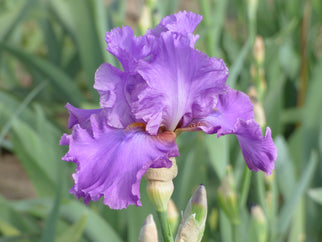 Sequim Tall Bearded Iris