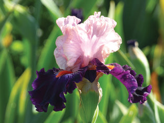 Wench Tall Bearded Iris