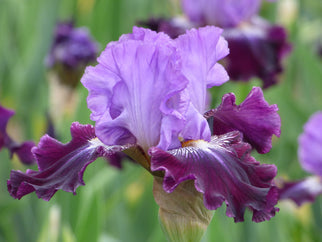 Sew Little Time Tall Bearded Iris