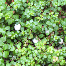 Creeping Snowberry seeds growing in a partial shade woodland garden setting
