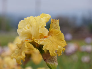 Shadowed Light Tall Bearded Iris