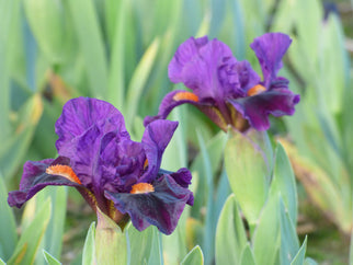 Sharp Dressed Boy Dwarf Iris