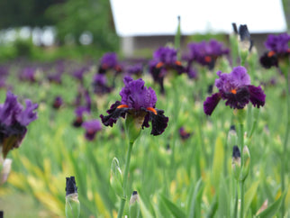 Sharp Dressed Man Tall Bearded Iris