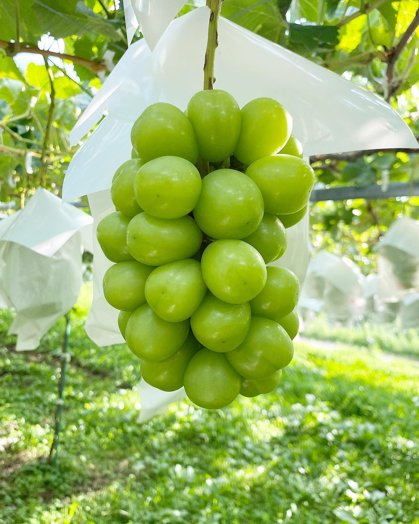 Shine Muscat Grape Seeds From Japan