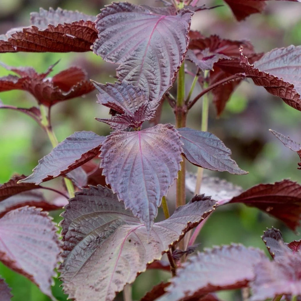 Premium Non-GMO Shiso seeds packet (Japanese Red Perilla) for planting.