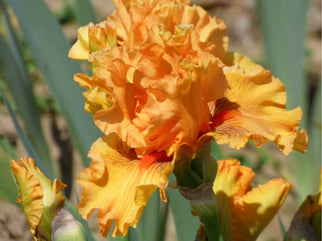 Shivaree Tall Bearded Iris