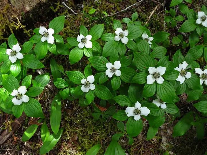 Heirloom Bunchberry Flower Seeds, Non-GMO Groundcover Blooms for Woodland Garden Planting Dhara Seeds