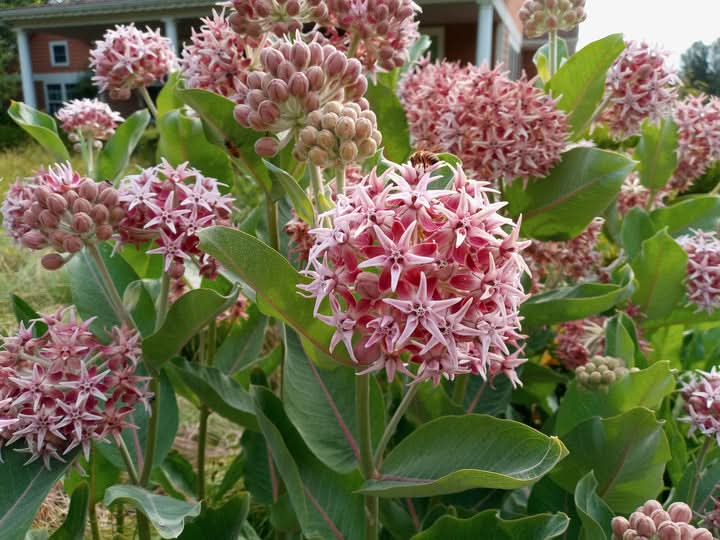 Asclepias Speciosa Flower Seeds for Planting – Fragrant Pollinator-Friendly Garden Blooms
