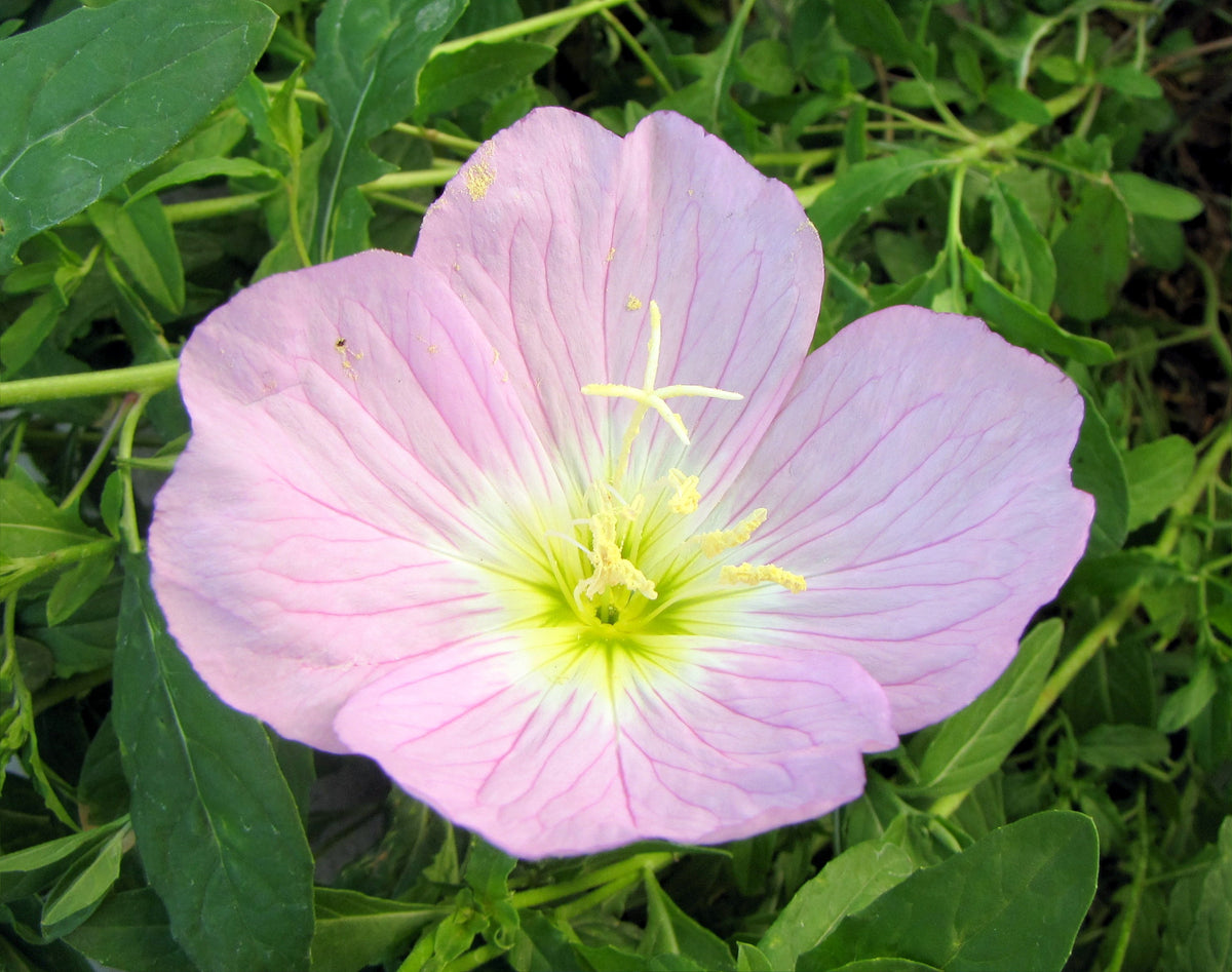 Evening Primrose Oenothera biennis flower seeds for planting in home garden or wildflower areas