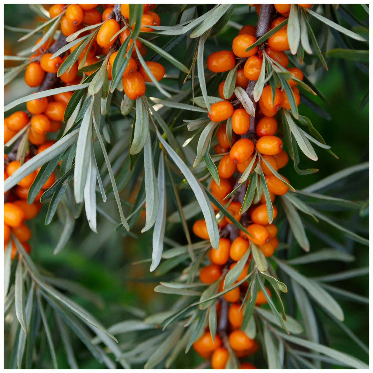 Seaberry Sea Buckthorn Tree Seeds