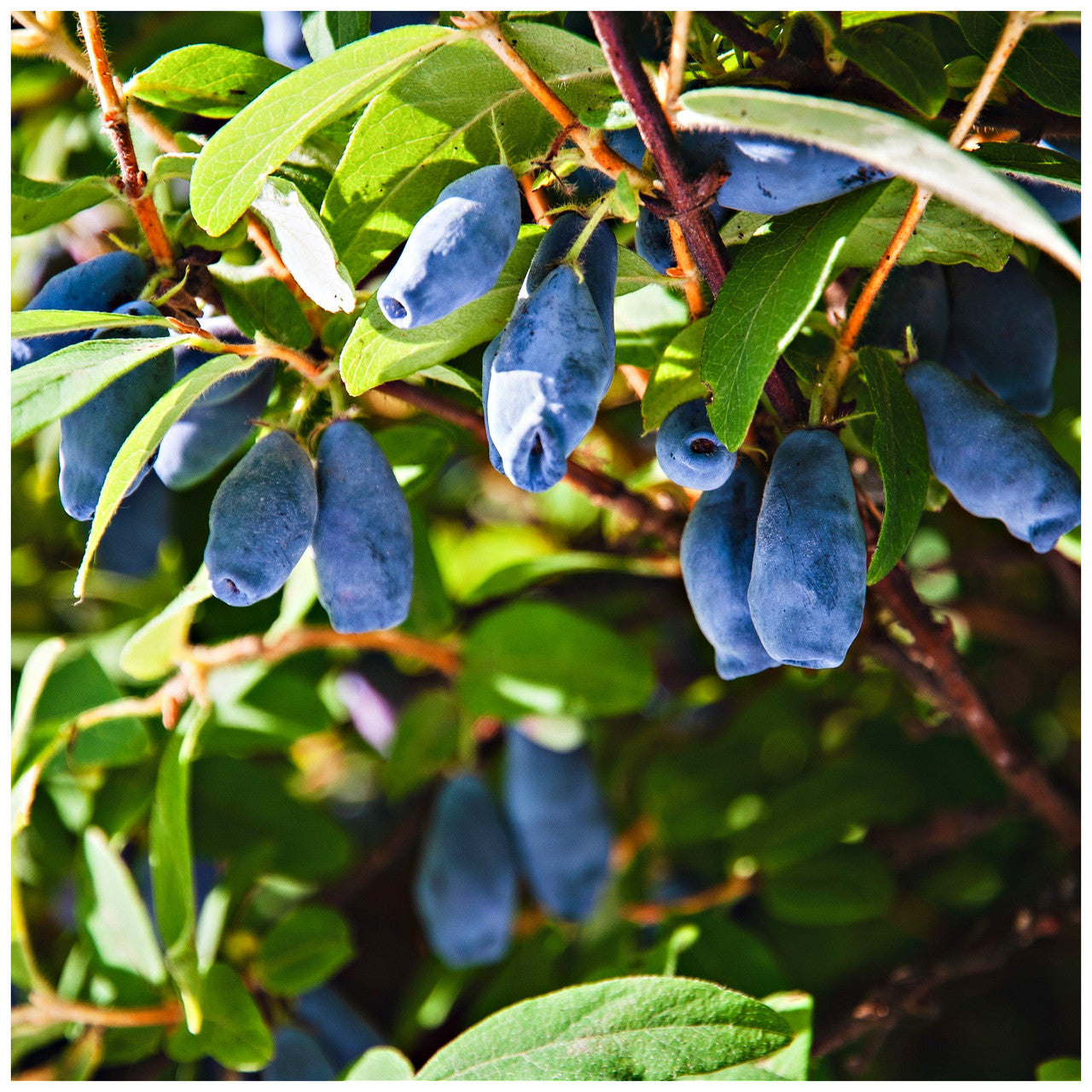 Lonicera Blue Velvet Honeyberry Seeds