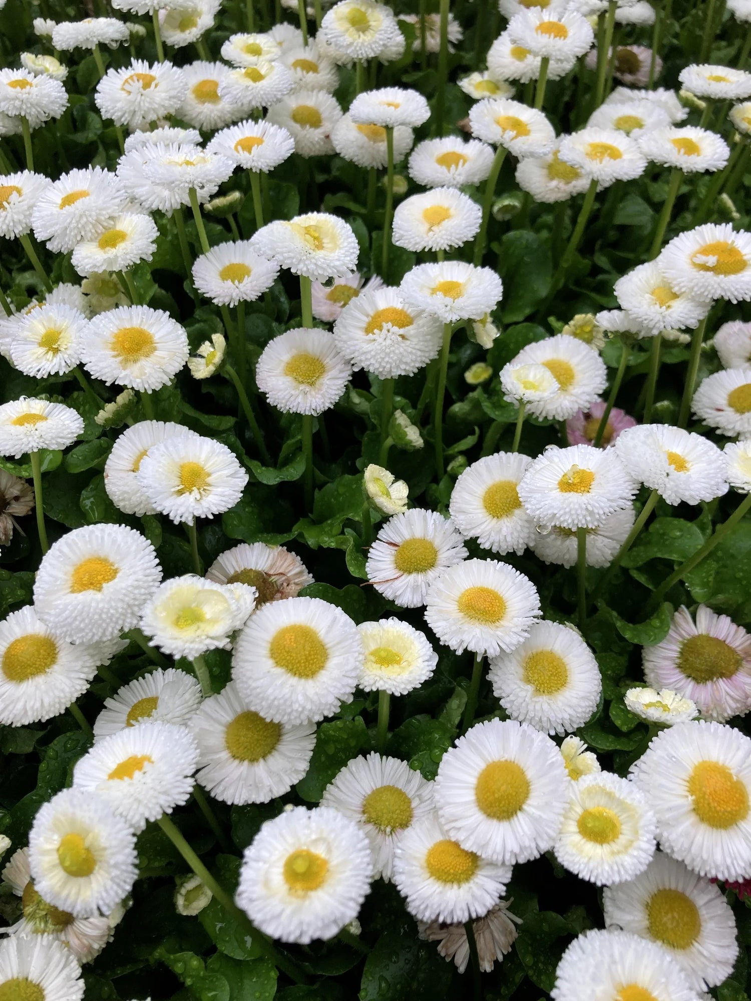 Bellis English Daisy