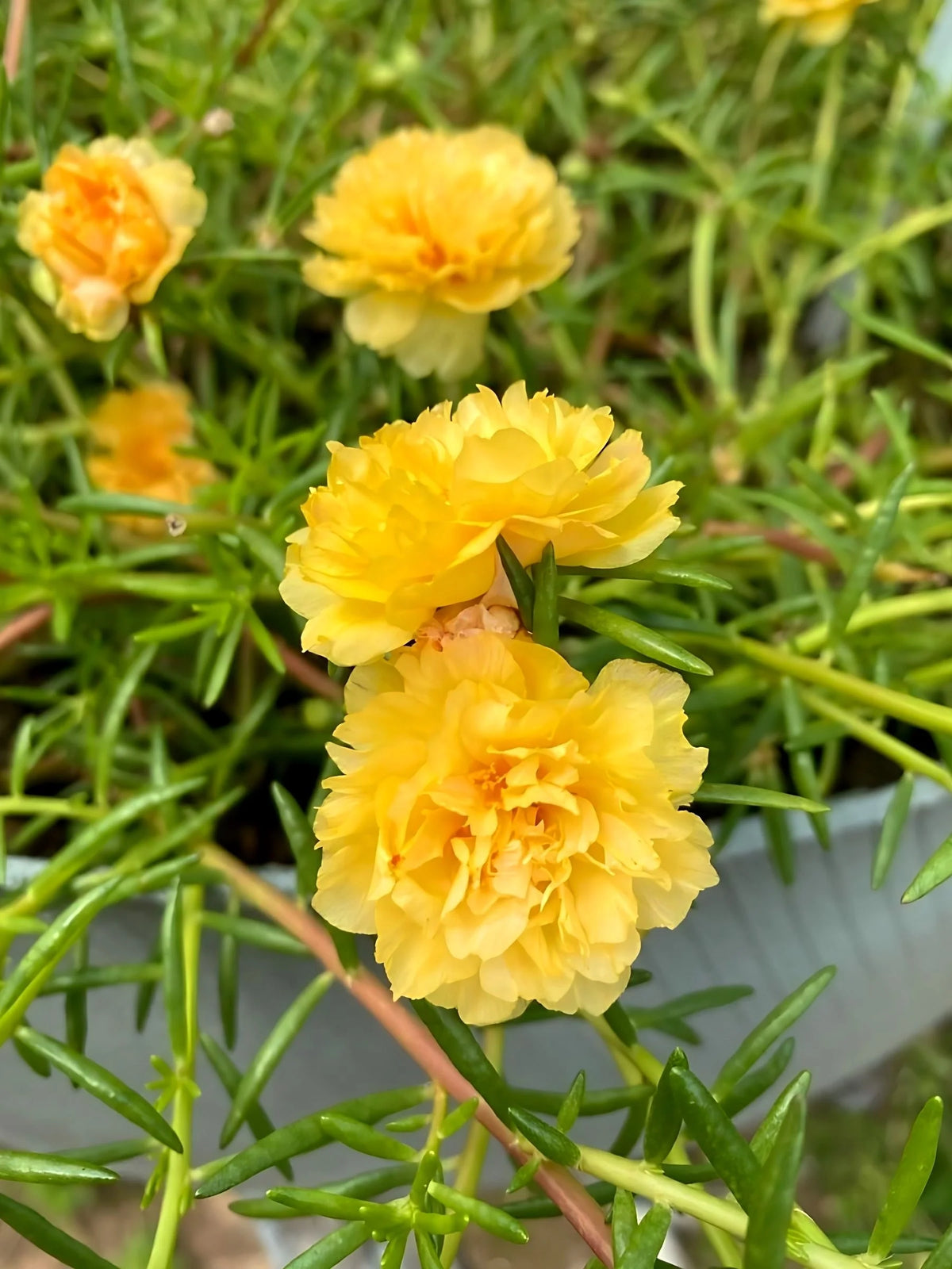 Moss Rose Portulaca Yellow Flowering Seeds For Planting