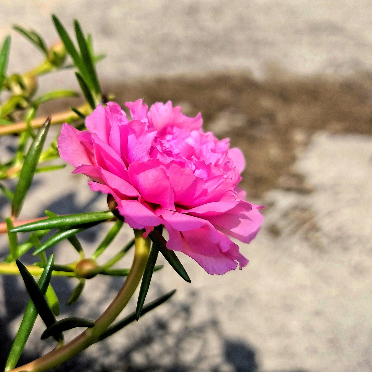 Moss Rose Pink - Seeds - Succulent Portulaca grandiflora – Heirloom, Non-GMO, High Germination Organic Garden Seeds